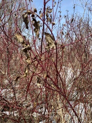Cornus sericea