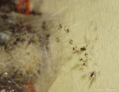 Latrodectus geometricus