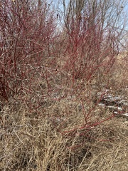 Cornus sericea