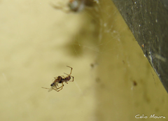 Latrodectus geometricus