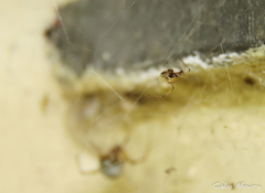 Latrodectus geometricus