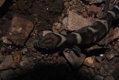Coleonyx mitratus