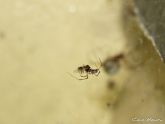 Latrodectus geometricus