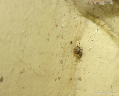Theridion