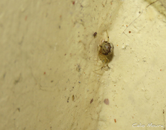 Theridion