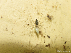 Crossopriza lyoni