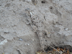 Phrynosoma coronatum