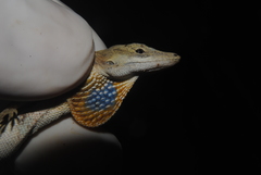Anolis unilobatus