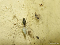 Crossopriza lyoni