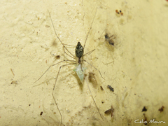 Crossopriza lyoni