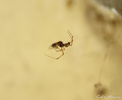 Latrodectus geometricus