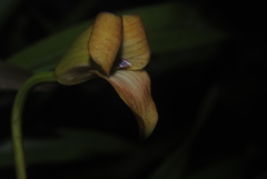 Maxillaria egertoniana