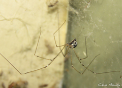 Crossopriza lyoni