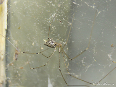 Crossopriza lyoni