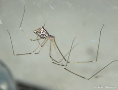 Crossopriza lyoni