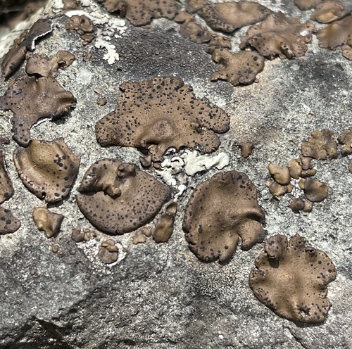 Emery Rocktripe Lichen