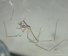 Crossopriza lyoni