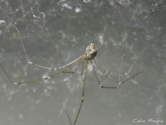 Crossopriza lyoni