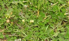 Trifolium subterraneum