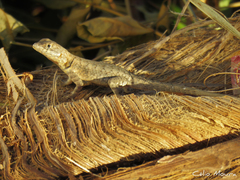 Tropidurus hispidus