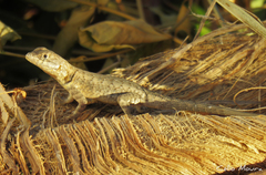 Tropidurus hispidus