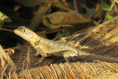 Tropidurus hispidus