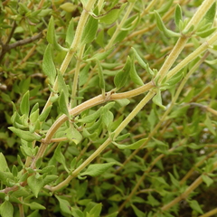 Thymus membranaceus