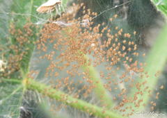 Argiope argentata