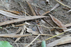 Hipparidium interruptum