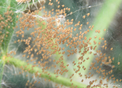 Argiope argentata