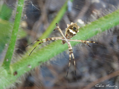 Argiope argentata