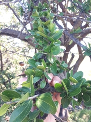 Strychnos madagascariensis