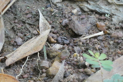 Hipparidium interruptum