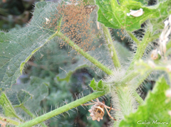Argiope argentata