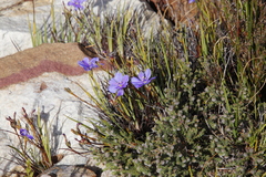 Aristea glauca