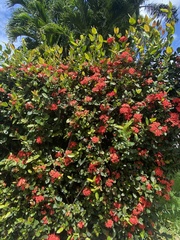 Ixora coccinea