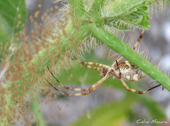 Argiope argentata
