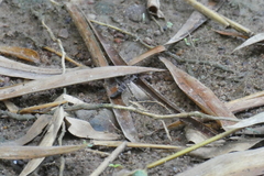 Hipparidium interruptum