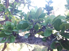 Strychnos madagascariensis