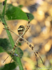 Argiope argentata