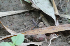 Hipparidium interruptum