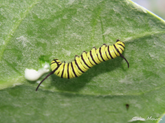 Danaus erippus