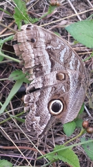 Caligo telamonius