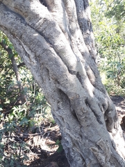 Strychnos madagascariensis