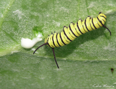Danaus erippus