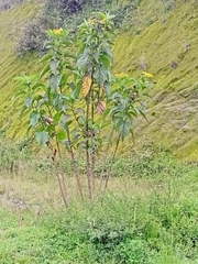 Smallanthus fruticosus