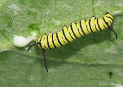 Danaus erippus
