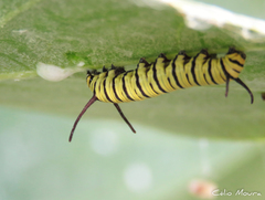 Danaus erippus