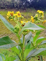 Smallanthus fruticosus