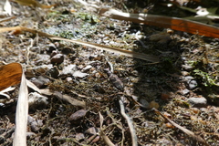 Hipparidium interruptum